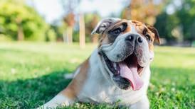 Keep pets calm and safe during Fourth of July celebrations