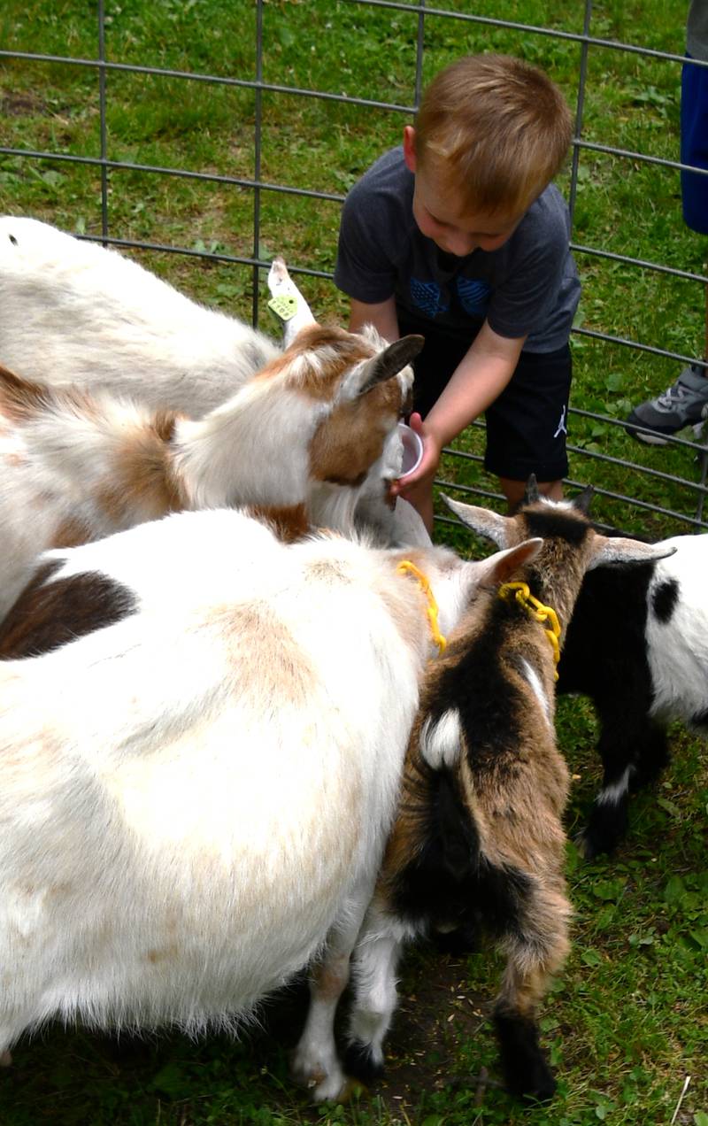 Hugh Hirschman fed many different types of animals at the Miller Petting Zoo on Saturday, June 11, 2022, during Spring Valley Summer Fest in Kirby Park.