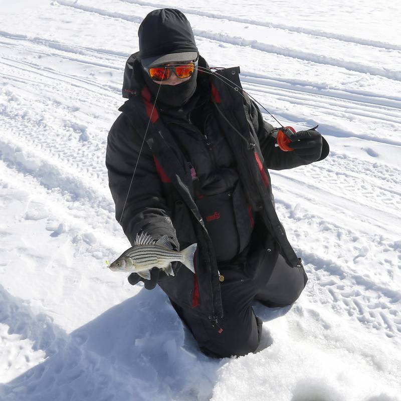 Trevor Janes, who owns Wet N Wild Outfitters, shows a yellow bass he caught while ice fishing Friday, Feb 3. 2023, on Petite Lake near Fox Lake.