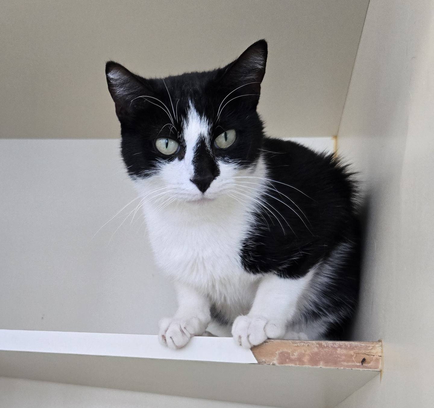 Revna is 2-year-curious and playful tuxedo. Although Revna is shy and reserved in the busy rescue, he warms up quickly. Once comfortable, he gives head butts and enjoys ear scratches and chin rubs. Revna loves wand toys and small toys he can bat around. He likes to sit in the window and watch the birds. To meet Revna, email Catadoptions@nawsus.org with any questions or to meet him. Visit nawsus.org.