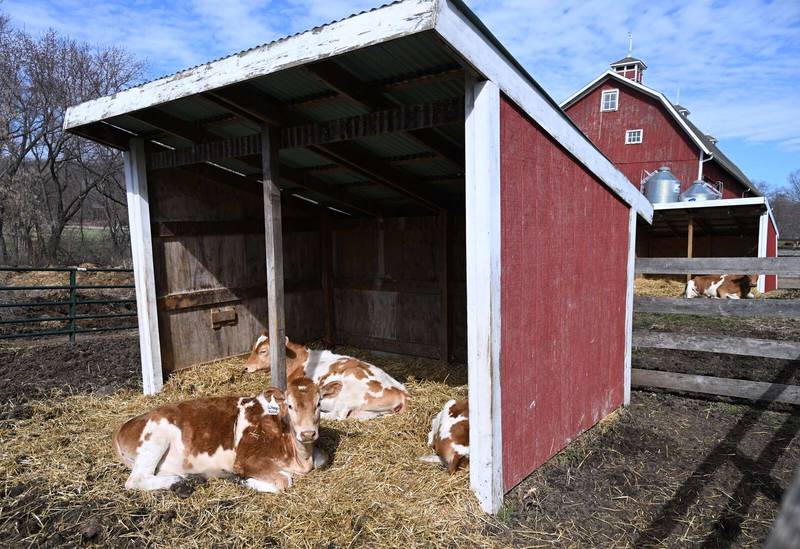 Five-month-old dairy cows live in a crate-free environment at All Grass Farms in Kane County.