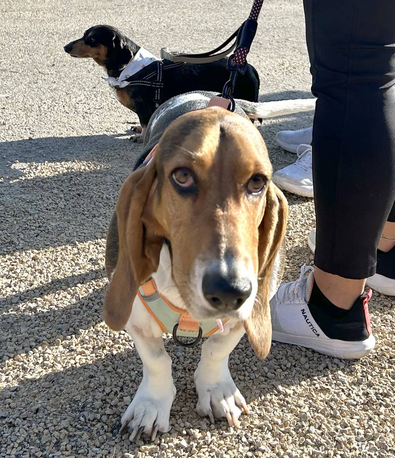 Basset hound Hattie waits patiently with her owner, Chris Wells, at Polo High School’s 2025 Doggy Dash on Saturday, Sept. 6, 2025.