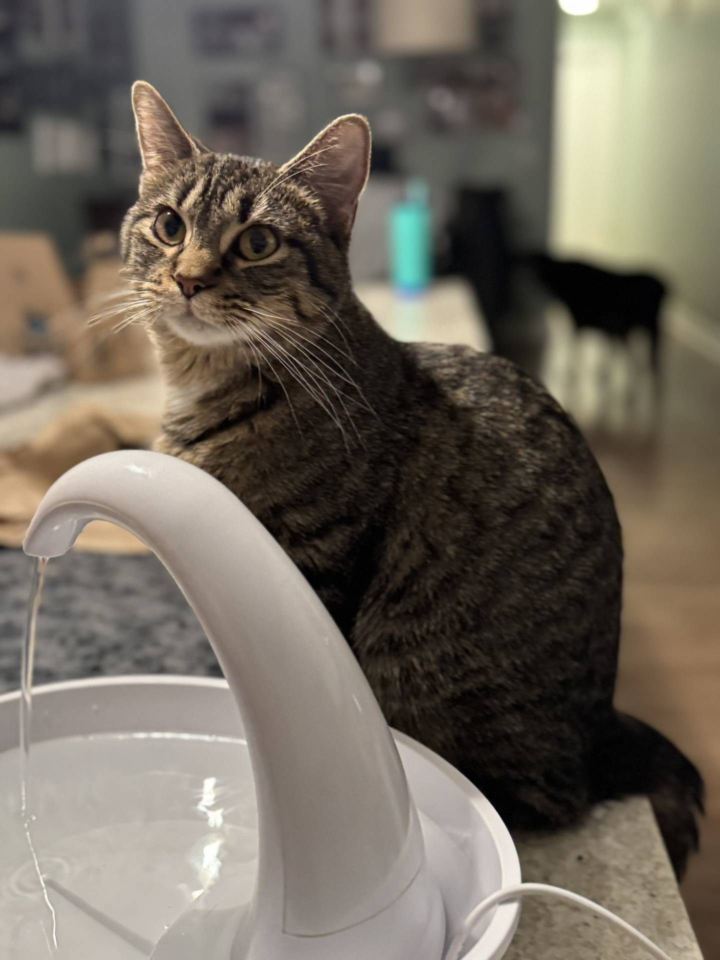 Nugget is a 3-year-old tabby that was found as a stray and is now living in a foster home. Nugget is very sweet with a pinch of spice. She gets along well with the dogs in her foster home, but she’s cat-selective and needs a slow introduction to any cats in her next home. Nugget loves spending time with her foster and seeks out affection. She will make a wonderful companion kitty. To meet Nugget, email Catadoptions@nawsus.org. Visit nawsus.org.