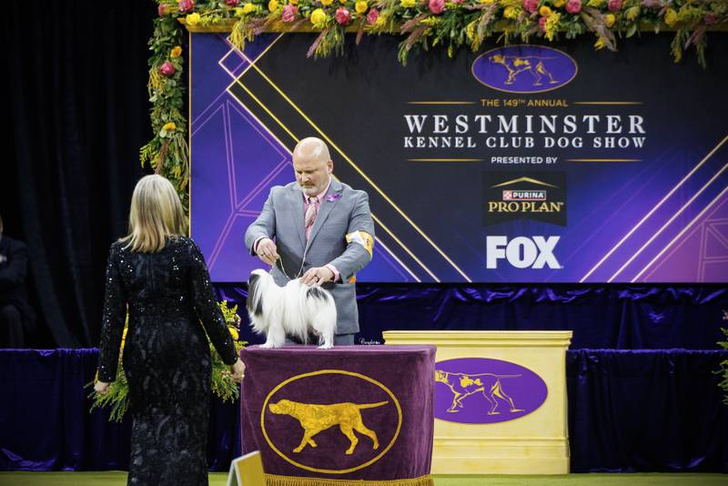 Matthew Hoaglund shows Louis at the Westminster Kennel Club Dog Show on Monday, Feb. 10.