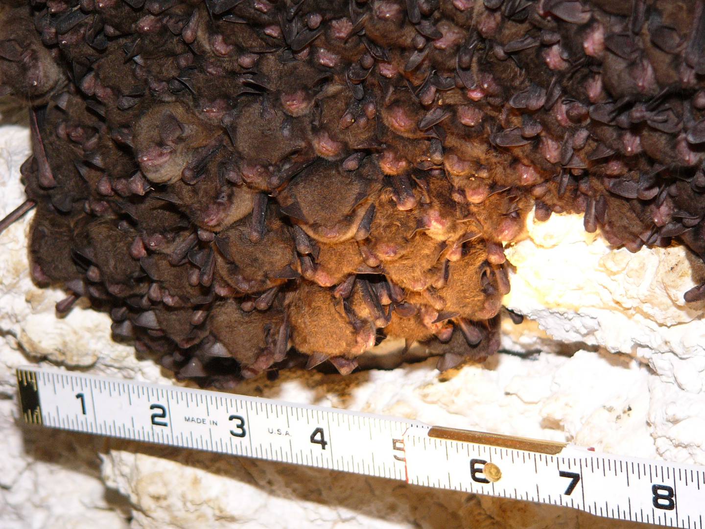 Hibernating Indiana bats with a ruler for scale, found during a survey of hibernating bats done by the IDNR.