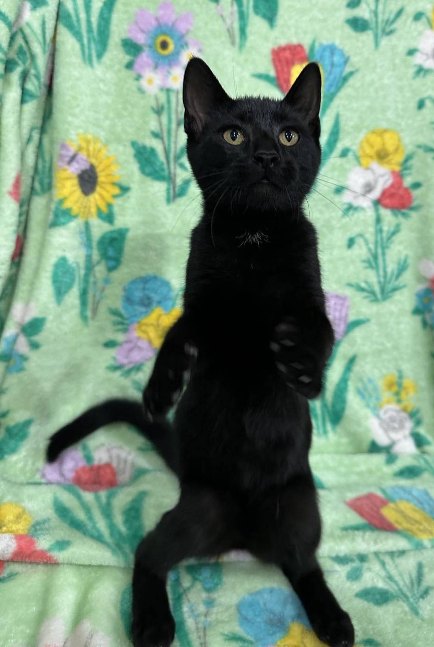 At 6 months old, silly Mason is a typical rambunctious kitten. He loves to play and leaps high to try and catch his toys. Mason tested positive for feline leukemia, so he needs to be the only cat in the home home or share a home with a leukemia-positive cat. To meet Mason, call Joliet Township Animal Control at 815-725-0333.