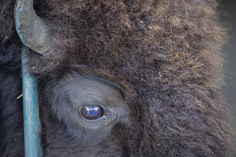 A bison stands trapped in the squeeze chute. The roundup is not only to vaccinate the animal, but though an agreement with the Intertribal Buffalo Council, about 50 of the bison will be donated to Native American tribes across the country.