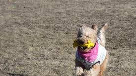 Utica eyes future dog park