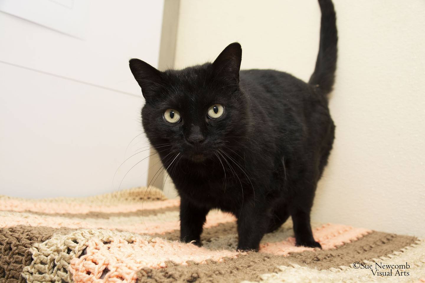 Fern is a domestic shorthair, who was adopted from the shelter as a kitten and subsequently became lost. When she was found, her unregistered microchip came back to the shelter because her family could no longer care for her. Fern is affectionate and enjoys pets and attention. Contact the Will County Humane Society at willcountyhumane.com and follow the instructions for the adoption process.