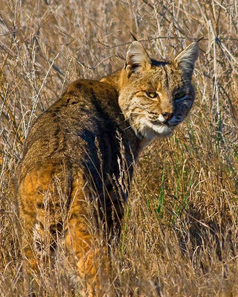 Illinois bobcat