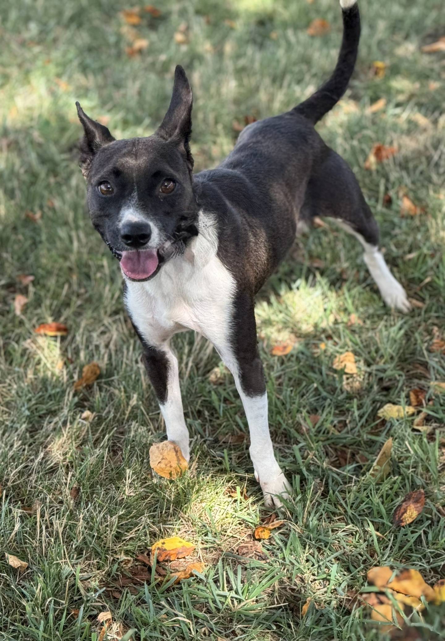 Briar is an 18-month-old, 22-pound old energetic and affectionate terrier mix who came to NAWS from a high-kill shelter in Texas. She adores kids, loves to play with other dogs and does OK with cats if given a slow introduction. Briar is heartworm-positive, but NAWS is fully covering her treatment. To meet Briar, email Dogadoption@nawsus.org. Visit nawsus.org.