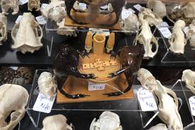 Photos: Preserved Peculiarities oddity shop in McHenry