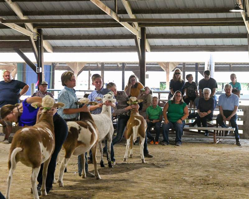 Participants show off their sheep while friends and family watch during a DeKalb County 4-H competition on Friday, Aug. 4, 2023 at the Sandwich fairgrounds.