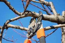 University of Illinois Extension offers winter gardening webinars starting Feb. 10 