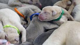 Batavia Great Dane gives birth to 19 puppies: ‘None of us could count straight’