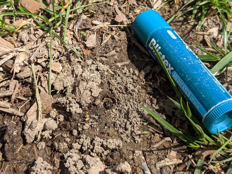 Cellophane bee tunnels resemble ant hills, but the hole is larger, about the diameter of a pencil. Here a bee is seen exiting her excavation; a 2 5/8th inch lip balm was used for scale.