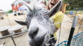 Photo: Happy Little Hooves Farm in Sterling
