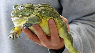 Starved Rock hosts live reptile and amphibian program for families