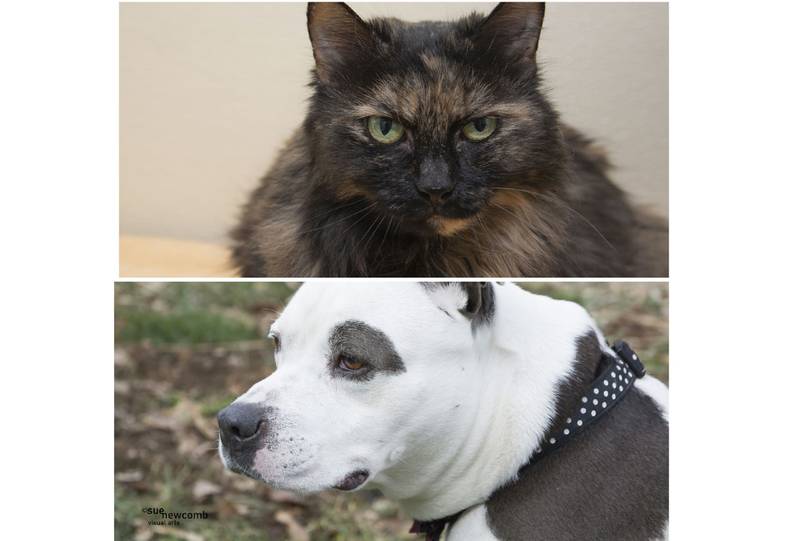 The Herald-News presents this week’s Pets of the Week. Read the description of each pet to find out about that pet, including where it can be adopted.