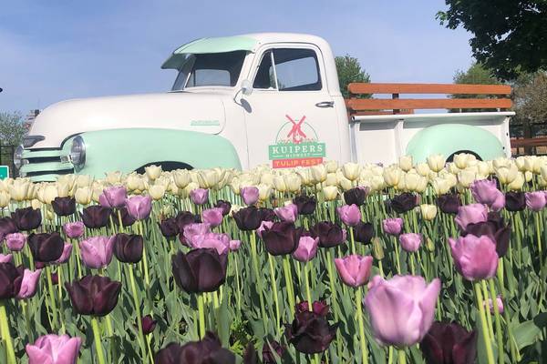 Midwest Tulip Festival opens April 17 at Kuipers Family Farm in Maple Park