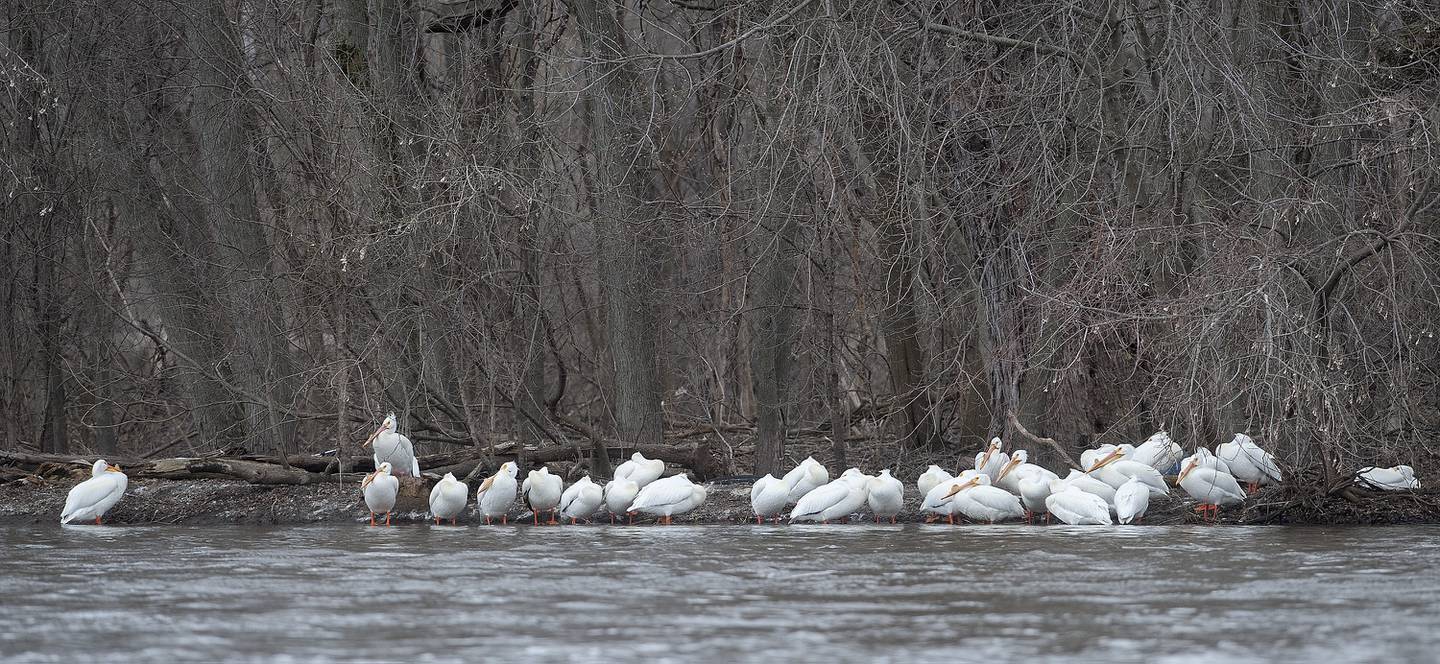 A scoop of white pelicans relax on the bank of a small island on the Fox River just east of the dam in Yorkville on Thursday, April 7, 2022.
