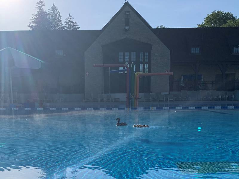 Splish splash! Luna takes her ducky family for a swim at Swanson Pool at Pottawatomie Park in St. Charles.