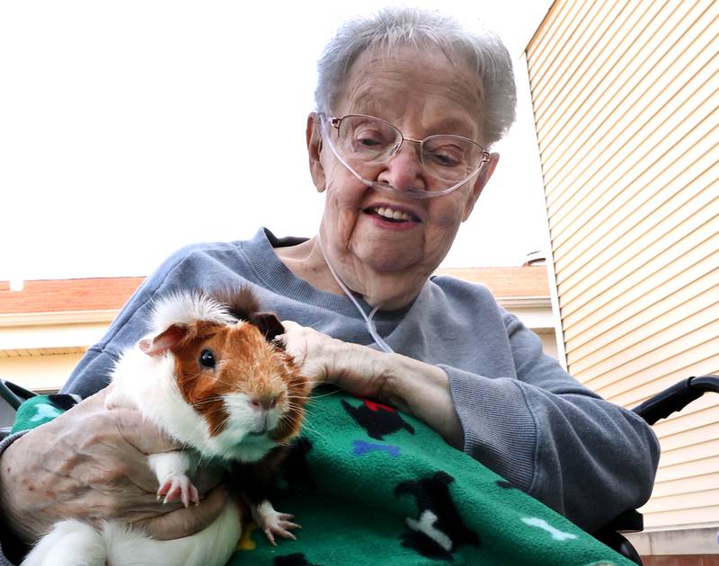 DeKalb County Rehab and Nursing Center resident Jessie Lavender holds a guinea pig during a visit from Kate’s Kritters Mobile Petting Zoo Thursday, Sept. 18, 2025, at the facility in DeKalb.