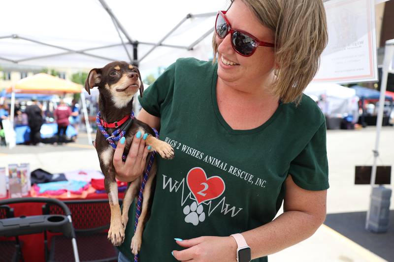 Peach, a 1-year-old Chihuahua, arrived from Texas and is up for adoption. Peach hangs out with Wags 2 Wishes voluteer Else Lester on Saturday at Paws on 66 Pet Rescue Day in Joliet.