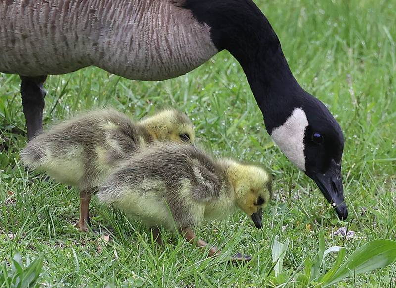 A mother goose and her goslings dine on the grass Friday, May 2, 2025, on the campus of Northern Illinois University in DeKalb. Spring is a great time to see all kinds of baby birds and mammals.