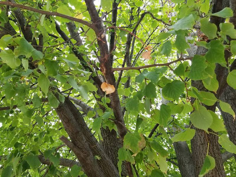 A tree in Joliet is showing signs of approaching fall by the leaves turning colors.