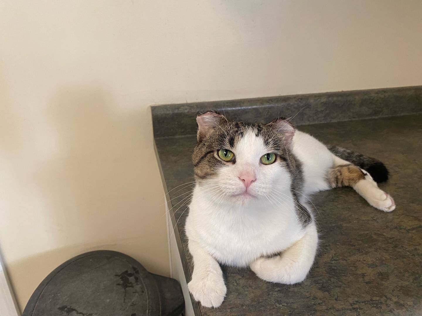 Donvito is a one-year-old tabby. He is super loving and playful. He likes hugs and is good with other cats. For more information on Donvito, including adoption fees please visit justanimals.org or call 815-448-2510.