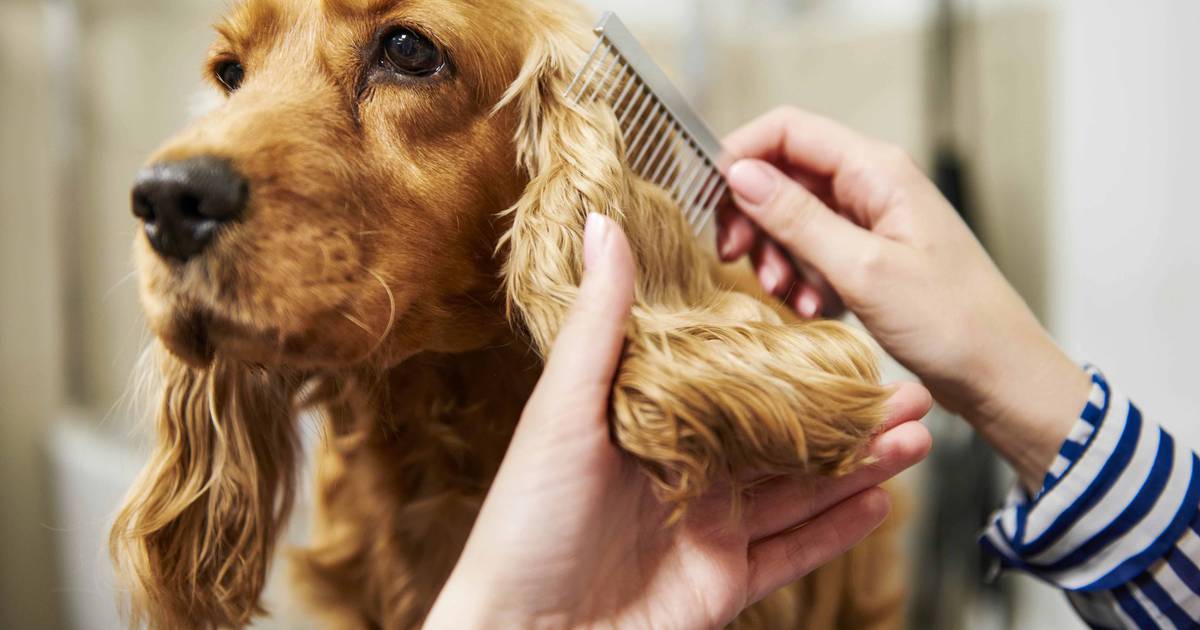 Readers’ Choice winner The top 7 best pet groomers in Kane County