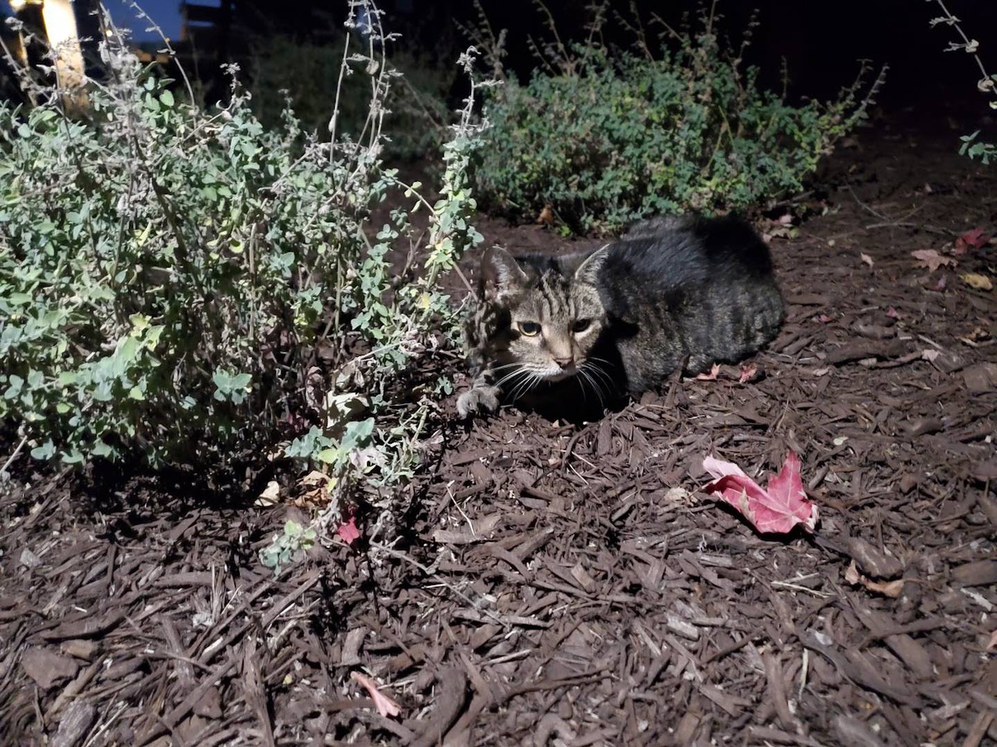 In 2005, a tabby kitten with a red collar and a jingle bell was often seen roaming near the I&M Canal towpath in Channahon. Her name was Frances and she had an adventurous streak.