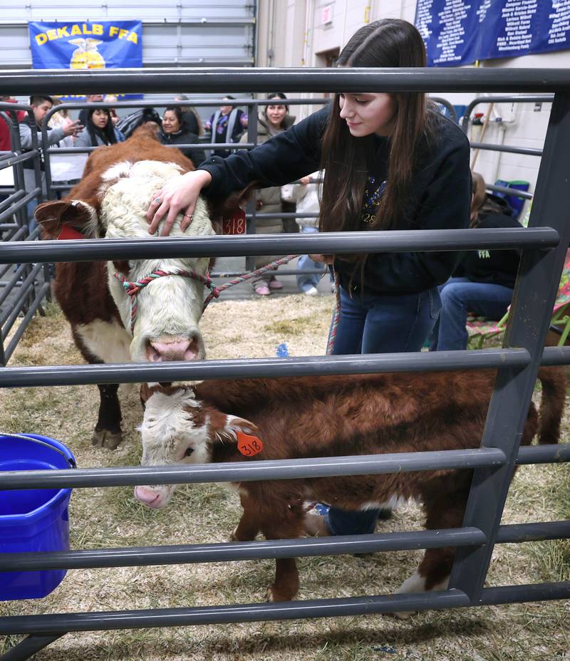A Future Farmers of America student works with hereford cattle mother and calf Wednesday, Feb. 25, 2026, during the DeKalb High School FFA Barnyard Zoo. The event was open to the public and offered the chance to learn about farming and see farm animals up close.
