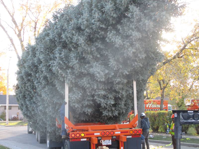 Darra Glavin's Norway spruce is loaded onto a trailer before being hauled downtown Friday to be used as the city of Joliet's Christmas tree. Nov. 14, 2025