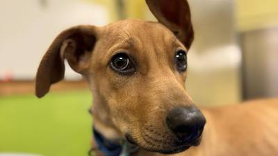 Young puppy longs to find loving place to call home