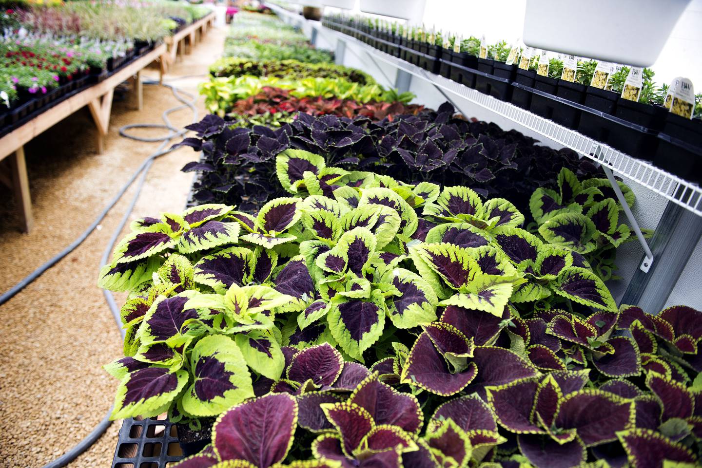 Colorful plants and flowers fill the greenhouse from front to back.