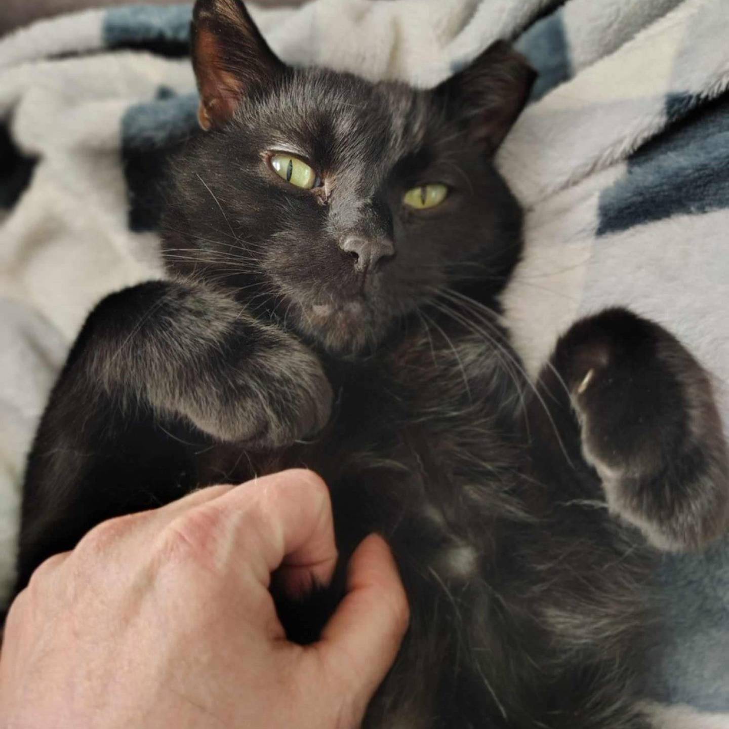 Spooky loves movie nights, snuggles, foods and naps. He’s incredibly gentle with kids and the perfect mix of chill and charming. To meet Spooky, visit thekittysquad.com/adoptables.