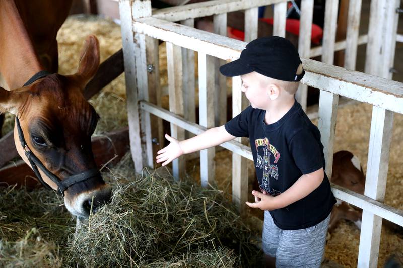 Callahan Brown, 2, of Park Ridge helps a cow with her hay during the DuPage County Fair in Wheaton on Friday, July 29, 2022.