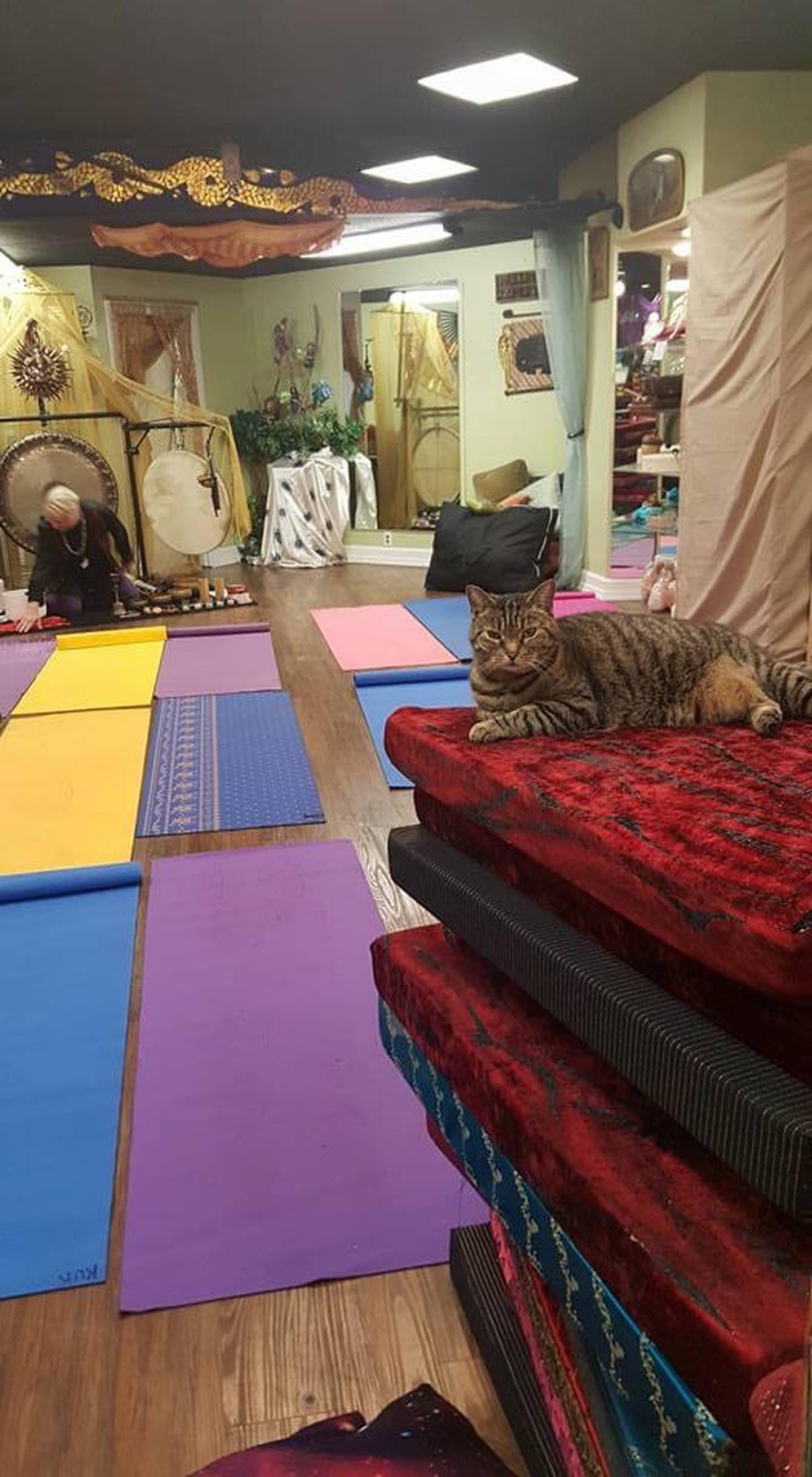 Customers of Rock Soul Love in Morris knew "Franny," the tabby who wandered into the shop one day and made it her home for several years.