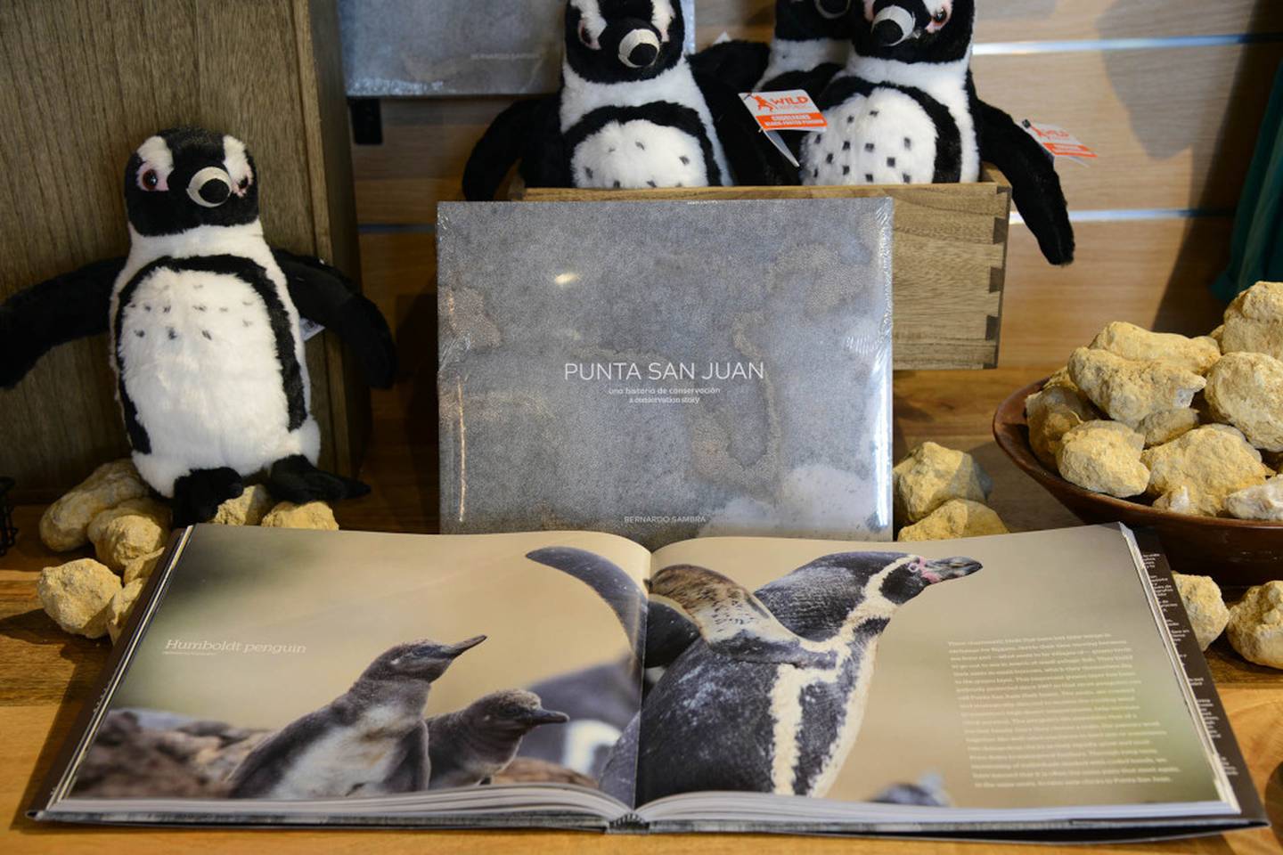 Punta San Juan: a conservation story, a coffee-table book by Peruvian photographer Bernardo Sambra, showcases the incredible conservation story at Punta San Juan, a reserve in Peru, South America. The book is available for purchase at Brookfield Zoo’s gift shops or on its website at CZS.org.