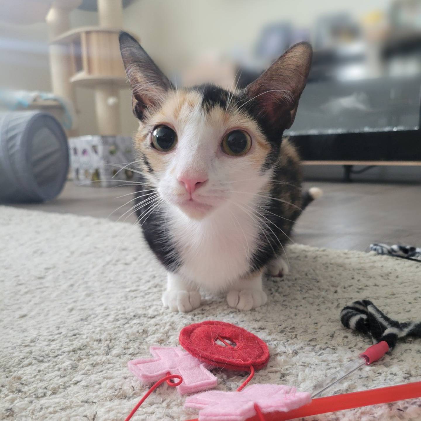 Energetic Roxy loves playing with toys and running around with her furriends. Roxy adores people and will happily follow them from room to room, seeking attention. She does well with cats, dogs and children. Roxy will make a fun, affectionate companion. To meet Roxy, visit thekittysquad.com/adoptables.