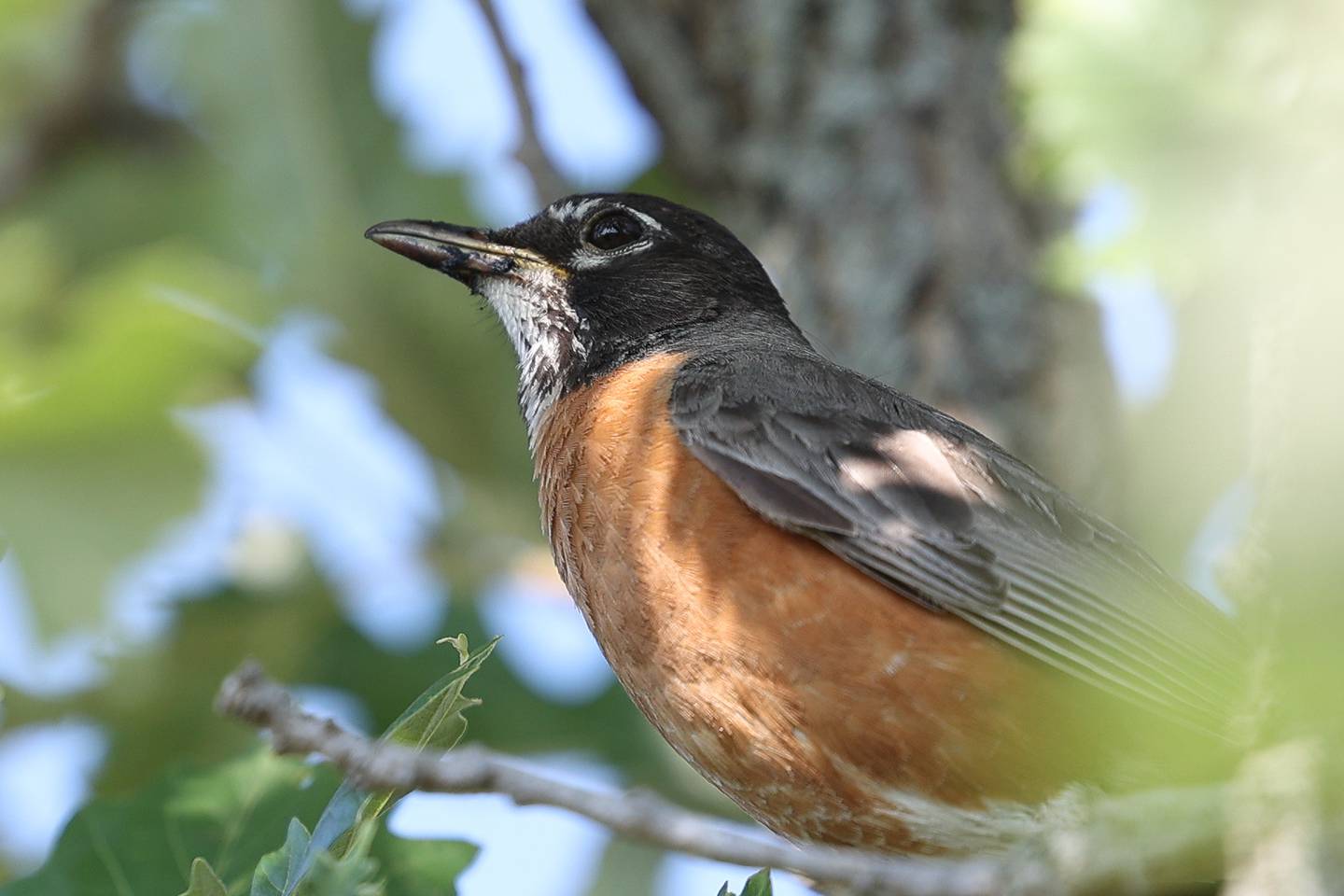 An American Robin sits in a tree along Old Plank Road Trail on Friday, June 23, 2023 in Frankfort.