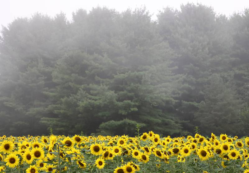 A sunflower field stands out in front of a stand of pine trees in the fog Monday, July 22, 2024, at Shabbona Lake State Recreation Area in Shabbona Township.