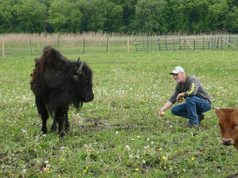 Scott Comstock, owner of Milk & Honey Farmstead, has been taking care of "Twinkletoes" on the farm, but believes their sister bison, who escaped en route and was roaming Lake and McHenry counties for 8 months until their capture earlier this week, on May 25, 2022, should be placed somewhere where they can roam free.