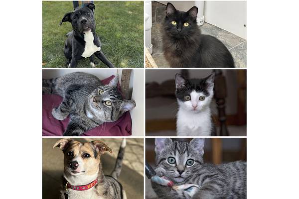  Will County Pets of the Week: Oct. 6, 2025