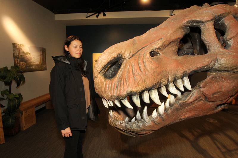 Irelyn Harrigan, of Great Lakes looks at the skeletal mold of a Tyrannosaurus rex in the Dinosaurs: Fossils Exposed exhibit at the Dunn Museum on October 28th in Libertyville. Irelyn was at the exhibit with her mother, Noeuth, and sister, Anova.
Photo by Candace H. Johnson for Shaw Local News Network