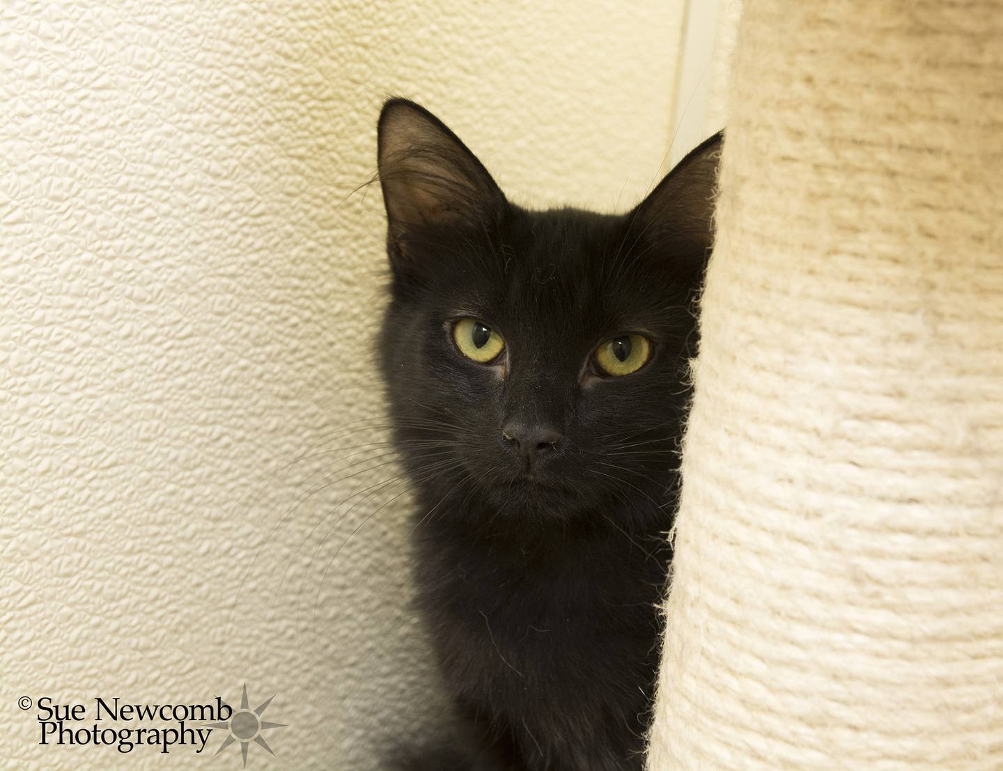 Acorn is a sweet domestic medium-hair. She loves attention as long as people don’t pick her up. She gets along with most of the cats at the shelter. Contact the Will County Humane Society at willcountyhumane.com and follow the instructions for the adoption process.