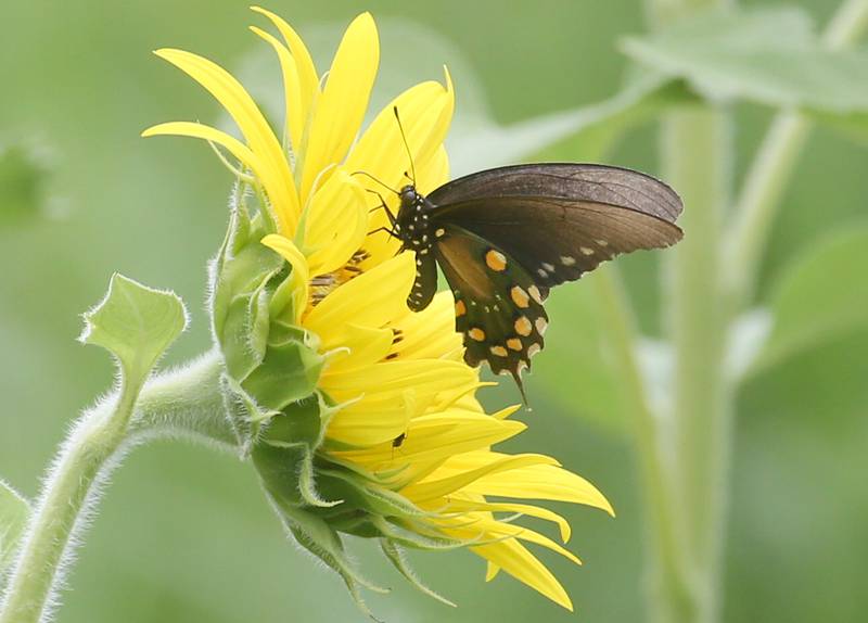 A pipevine swallowtail butterfly visites a sunflower on Monday, July 21, 2025 at Mattiessen State Park near Oglesby.