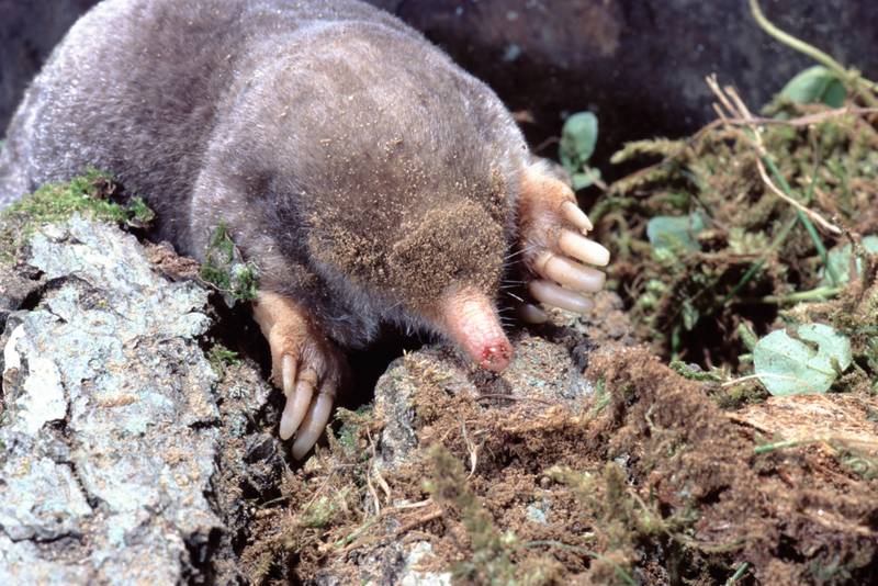 The eastern or common mole, also known as Scalopus aquaticus, does not live in water, though its large front feet do an admirable job of swimming through soil.